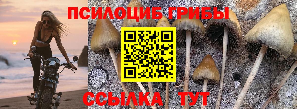 Канаш  Галлюциногенные грибы Psilocybe  Вход с VPN 